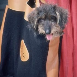 Jonathan Adler Slim Aarons “Gucci Pooch” Photograph Photography