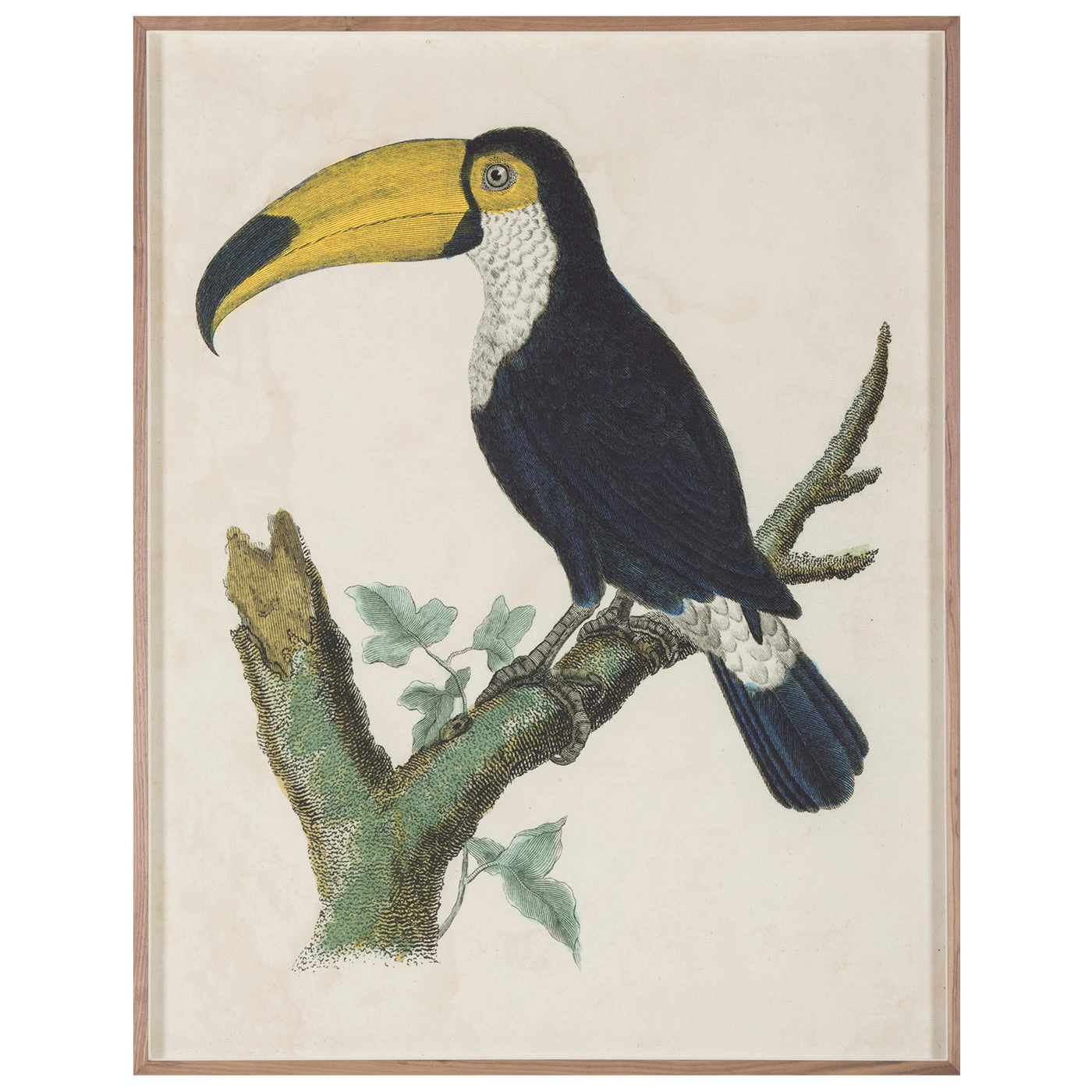 barraband_toucan_1.jpg Jonathan Adler Barraband Toucans 1