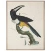 Jonathan Adler Barraband Toucans 2 Print