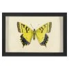 Jonathan Adler Hubbard Butterfly, Small: 1010