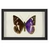 Jonathan Adler Print Hubbard Butterfly, Small: 1160 2 Jonathan Adler Print Hubbard Butterfly, Small: 1160
