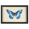 Jonathan Adler Print Hubbard Butterfly, Small: 135