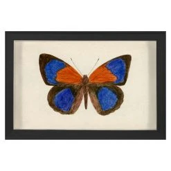 Jonathan Adler Hubbard Butterfly, Small: 137 Print