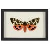 Jonathan Adler Hubbard Butterfly, Small: 1420 Print 1 Jonathan Adler Hubbard Butterfly, Small: 1420 Print