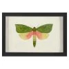 Jonathan Adler Hubbard Butterfly, Small: 146 Print 2 Jonathan Adler Hubbard Butterfly, Small: 146 Print