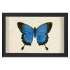 Jonathan Adler Hubbard Butterfly, Small: 181 Print