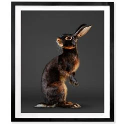 Jonathan Adler Peter Samuels "Jack" (the Belgian Hare) Print