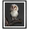 Jonathan Adler Peter Samuels "Banchi" (baby Barn Owl) 1 Jonathan Adler Peter Samuels "Banchi" (baby Barn Owl)