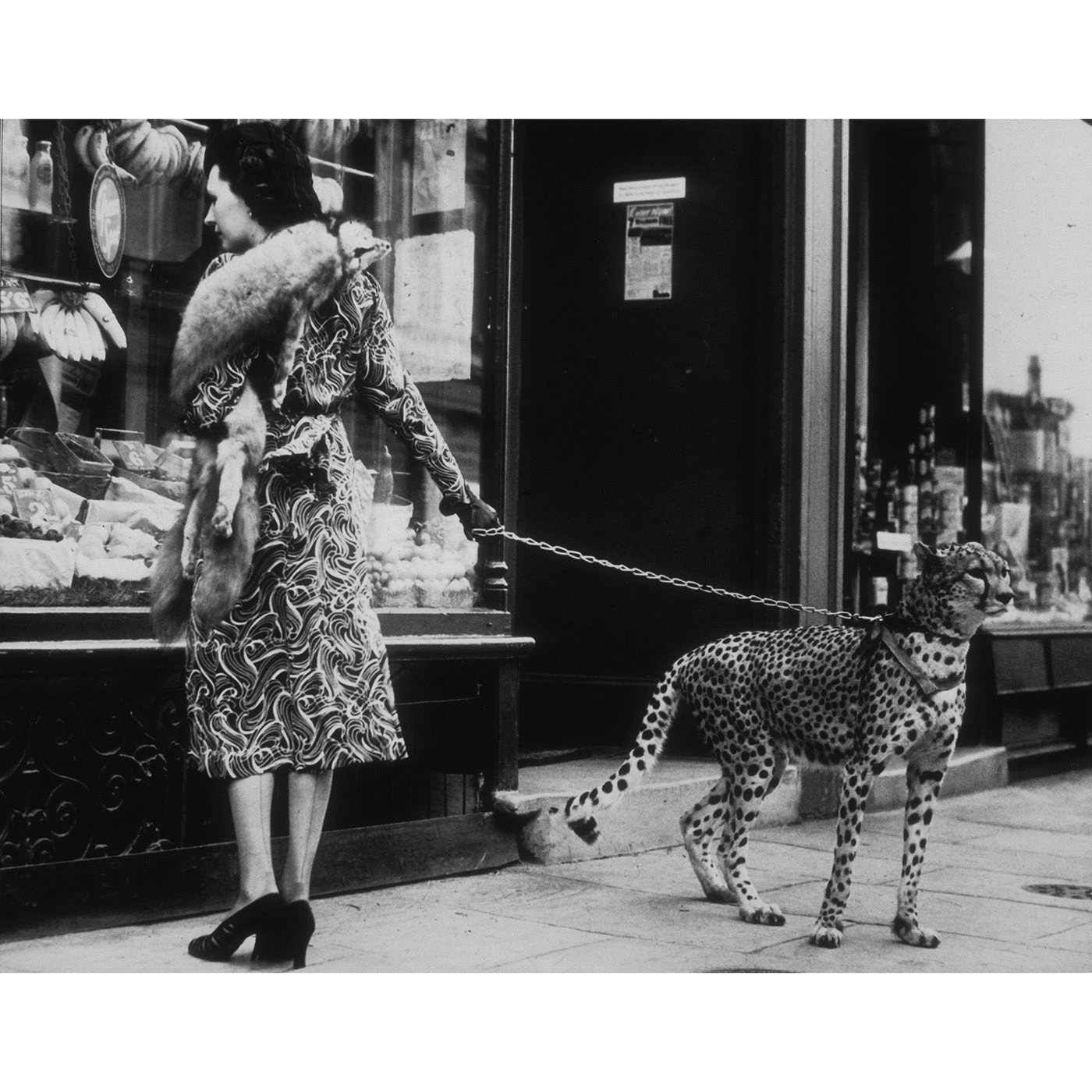 web_ja_finds_animals_cheetah_who_shops.jpg Jonathan Adler "Cheetah Who Shops" From Getty Images Photography