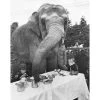 Jonathan Adler "Elephant For Tea" From Getty Images Photography 2 Jonathan Adler "Elephant For Tea" From Getty Images Photography